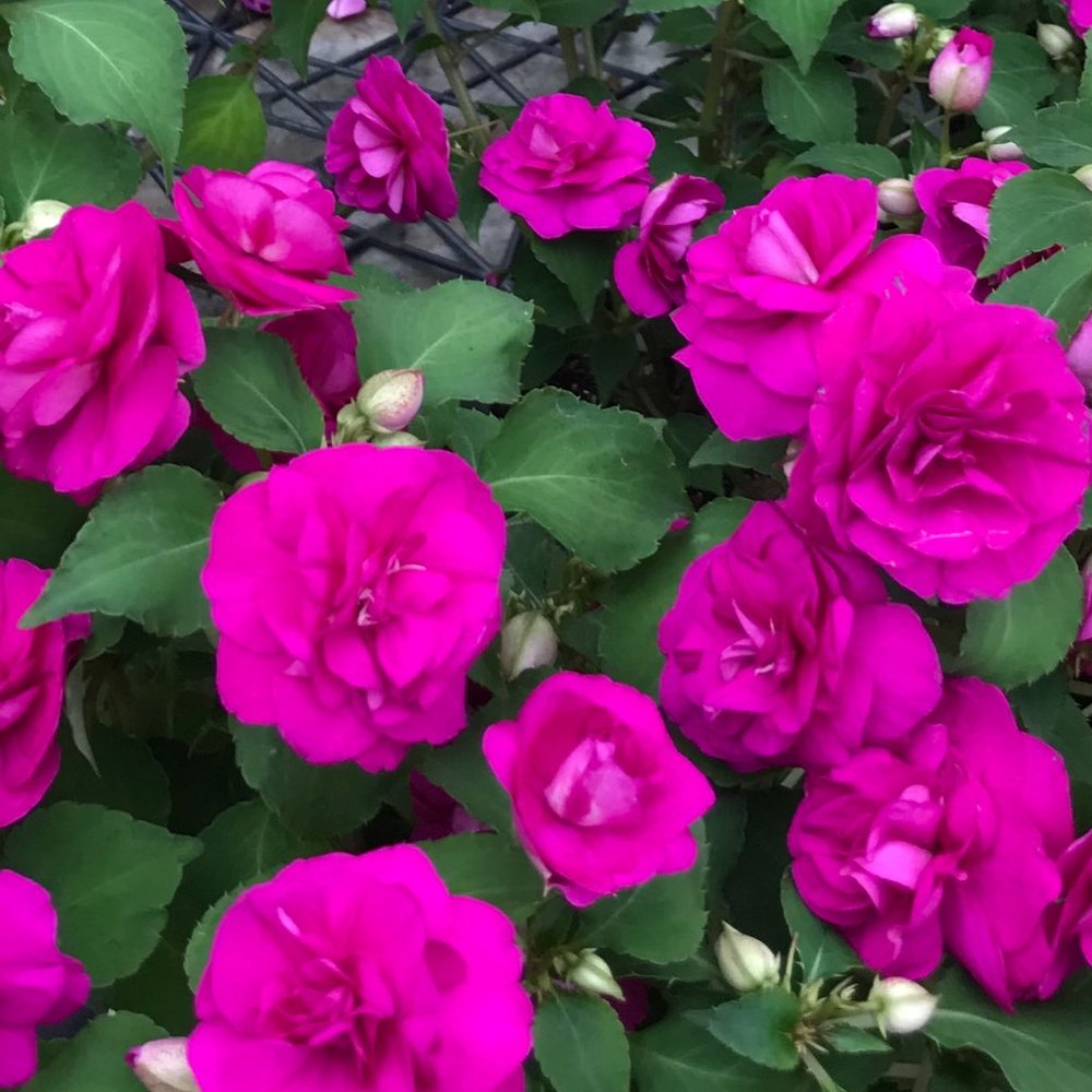 Meet your Posher, Julia